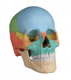 Modello Anatomico di Cranio - StudioNaturopatia GuidoParente
