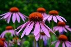 L’ECHINACEA - StudioNaturopatia GuidoParente