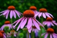 L’ECHINACEA - StudioNaturopatiaGuidoParente