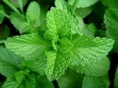 Menta  (Mentha Species) - StudioNaturopatiaGuidoParente