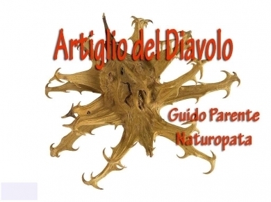 Artiglio del Diavolo  Harpagophytum procumbens - StudioNaturopatia GuidoParente