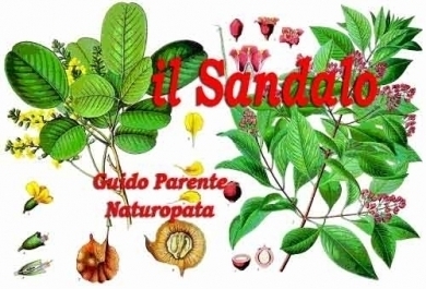 Olio Essenziale di Sandalo - StudioNaturopatiaGuidoParente