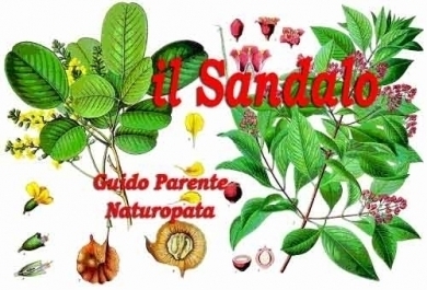 Olio Essenziale di Sandalo - StudioNaturopatia GuidoParente